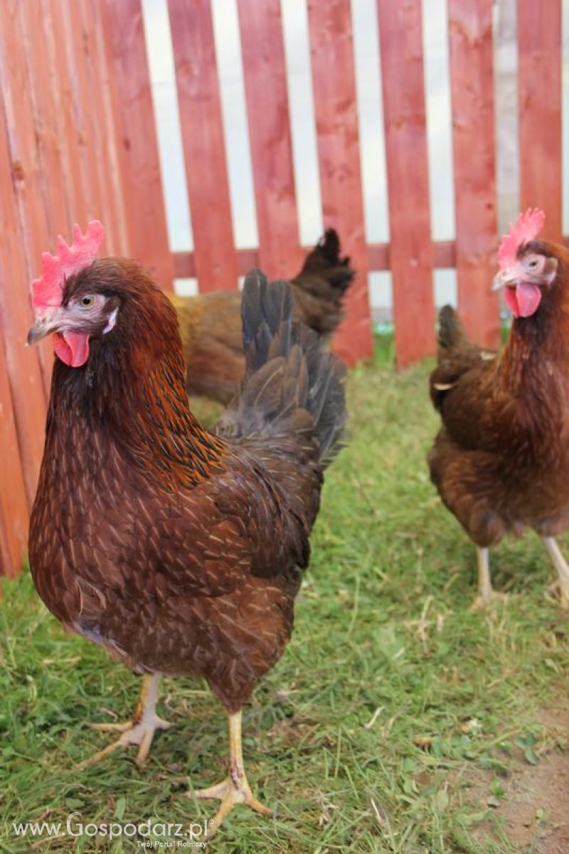 Konferencja Naukowo-Techniczna pt. Innowacyjność w produkcji zwierzęcej - oczekiwania czy konieczność dzień drugi