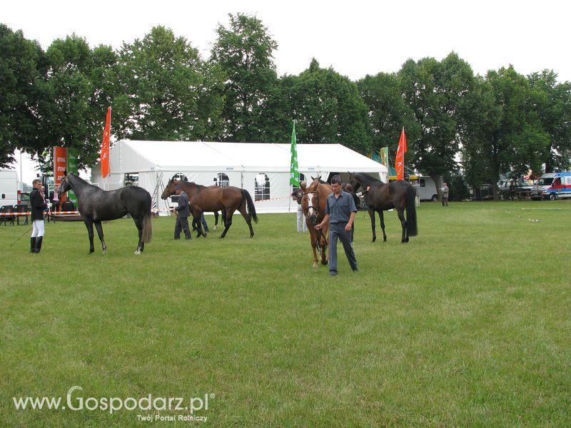 Wystawa Koni Sielinko 2011