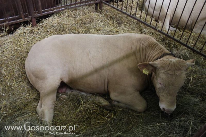 XXVI Krajowa Wystawa Zwierząt Hodowlanych - sobota i niedziela