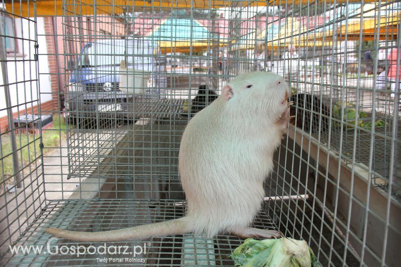 Wielkopolskie Targi Rolnicze „Sielinko 2011”  - Sobota