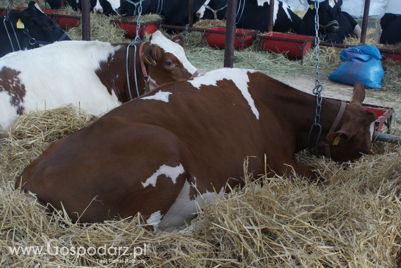 Bydło mleczne na XXV Krajowej Wystawie Zwierząt Hodowlanych