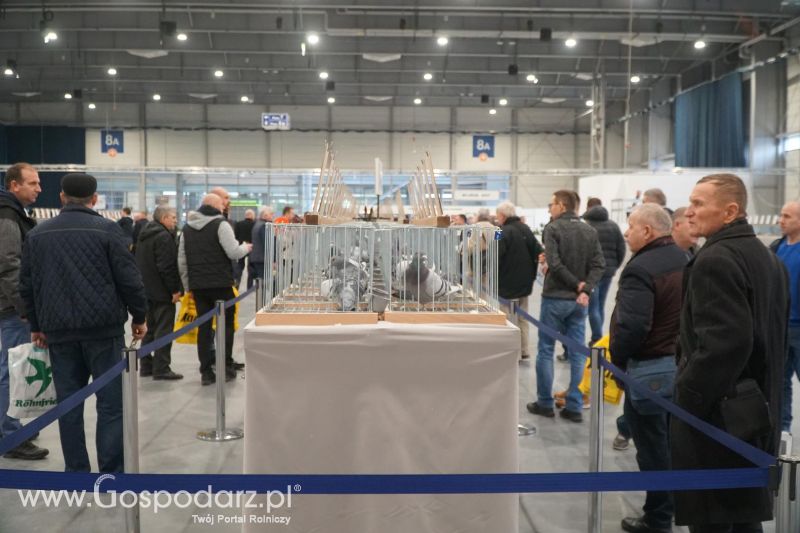 XXXVI Olimpiada Gołębi i Targi Gołębi Pocztowych i Akcesoriów - dzień ostatni