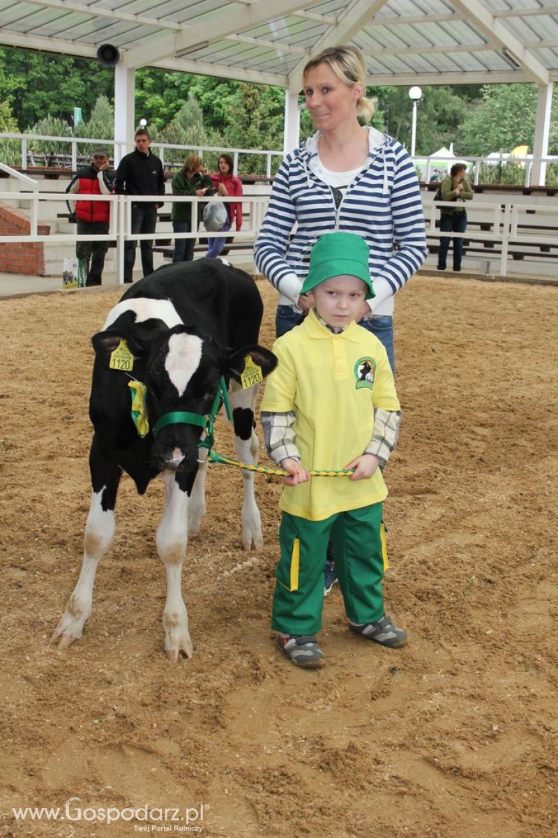 Mali Hodowcy VII Ogólnopolska Wystawa Bydła Hodowlanego w Sielinku 2012