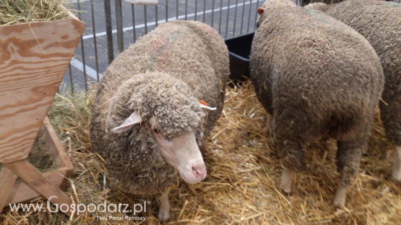 KWZH 2015. Bliskie spotkania ze zwierzętami hodowlanymi