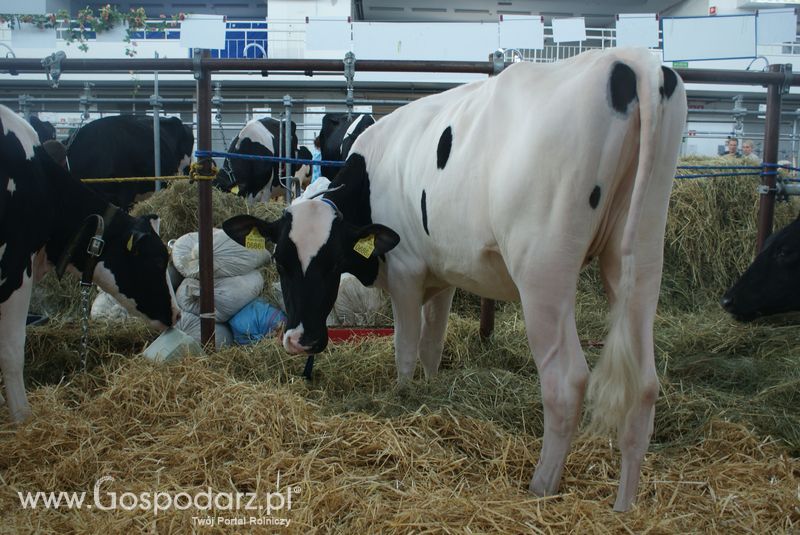 Bydło mleczne na XXV Krajowej Wystawie Zwierząt Hodowlanych