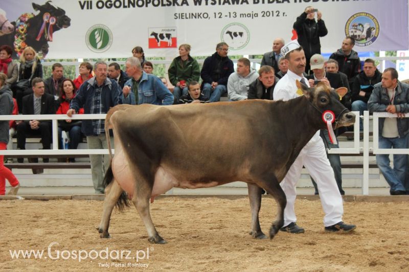 Prezentacja Championów na VII Ogólnopolskiej Wystawie Bydła Hodowlanego w Sielinku 2012