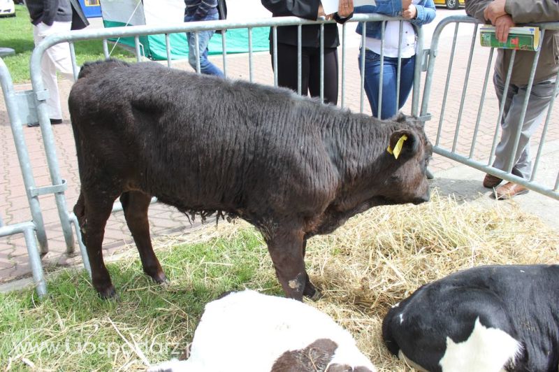 VII Ogólnopolska Wystawa Bydła Hodowlanego - Sielinko 2012