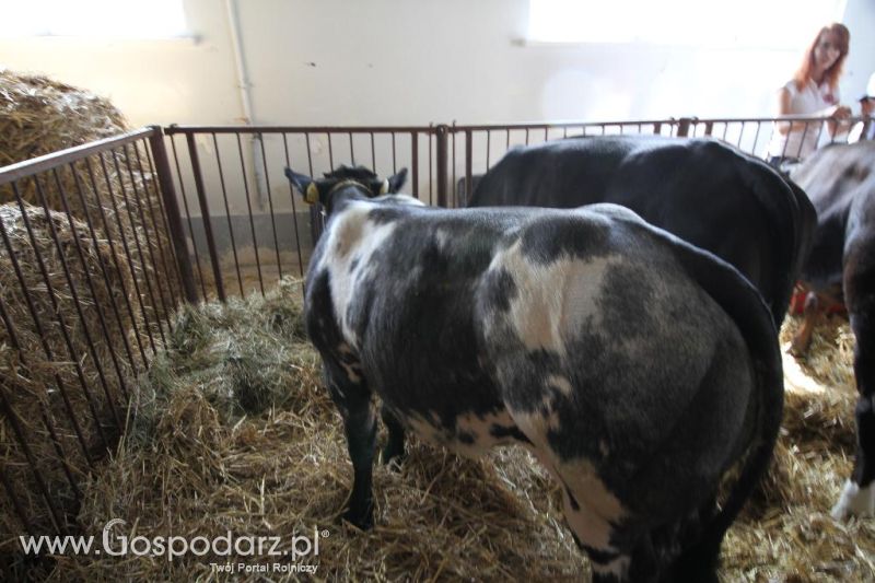 I Krajowa Wystawa Bydła Mięsnego w Sielinku - sobota