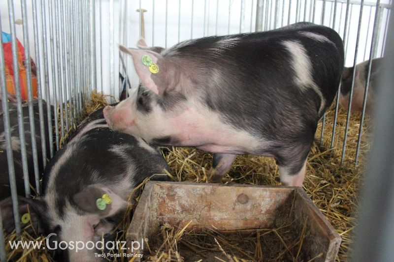XXVI Krajowa Wystawa Zwierząt Hodowlanych - sobota i niedziela