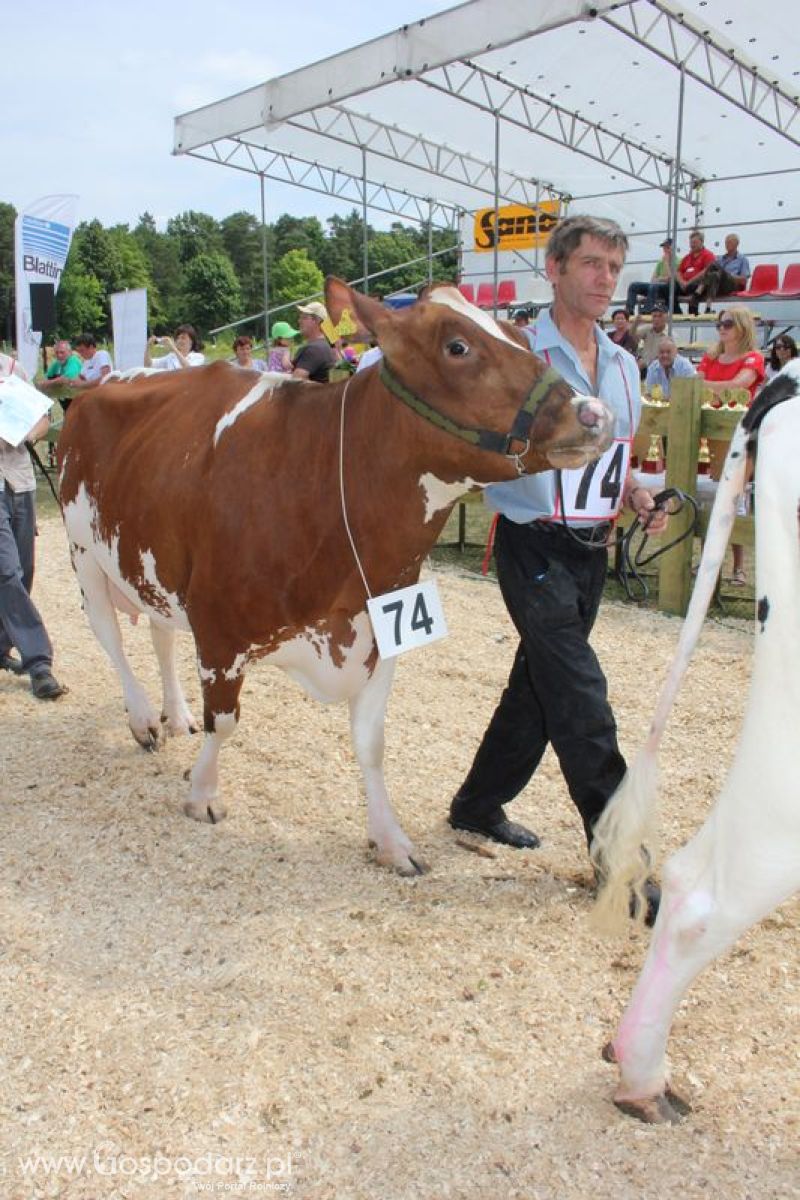 Superchampioni i championi Śląskiej Wystawy Bydła Mlecznego Opolagra 2011
