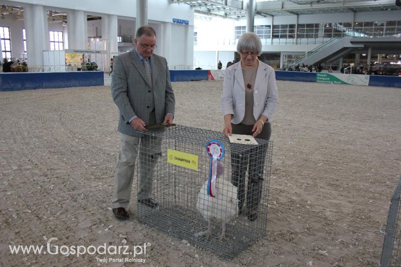 XXVI Krajowa Wystawa Zwierząt Hodowlanych - sobota i niedziela