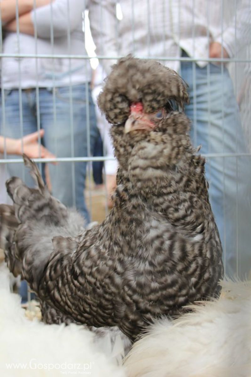 XVIII Regionalna Wystawa Zwierząt Hodowlanych w Szepietowie - niedziela