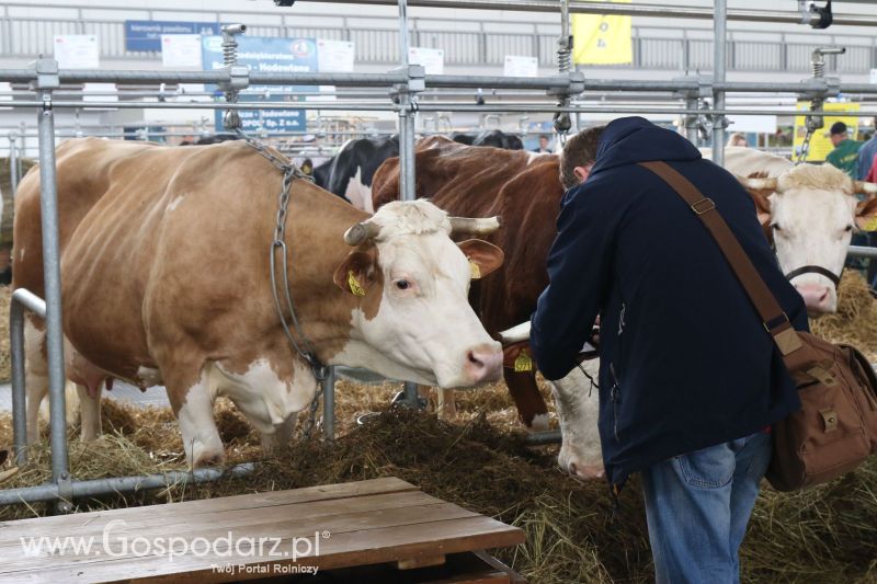 Krajowa Wystawa Zwierząt Hodowlanych w Poznaniu 2017 (sobota, 6 maja)