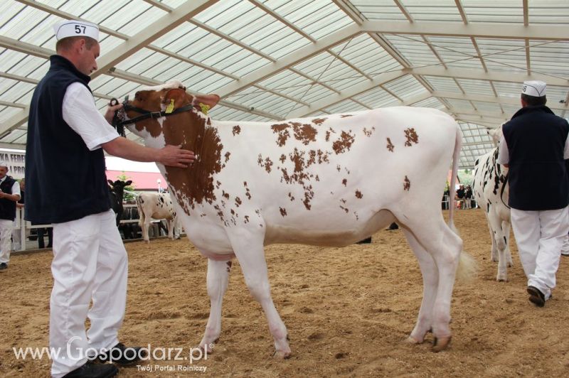 VII Ogólnopolska Wystawa Bydła Hodowlanego - Sielinko 2012