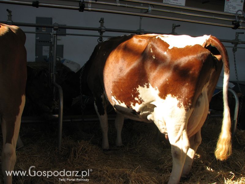 Bydło mleczne na XXV Krajowej Wystawie Zwierząt Hodowlanych