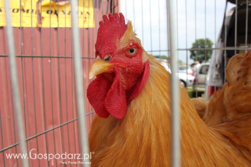 Regionalna Wystawa Zwierząt Hodowlanych i Dni z Doradztwem Rolniczym w Szepietowie-niedziela