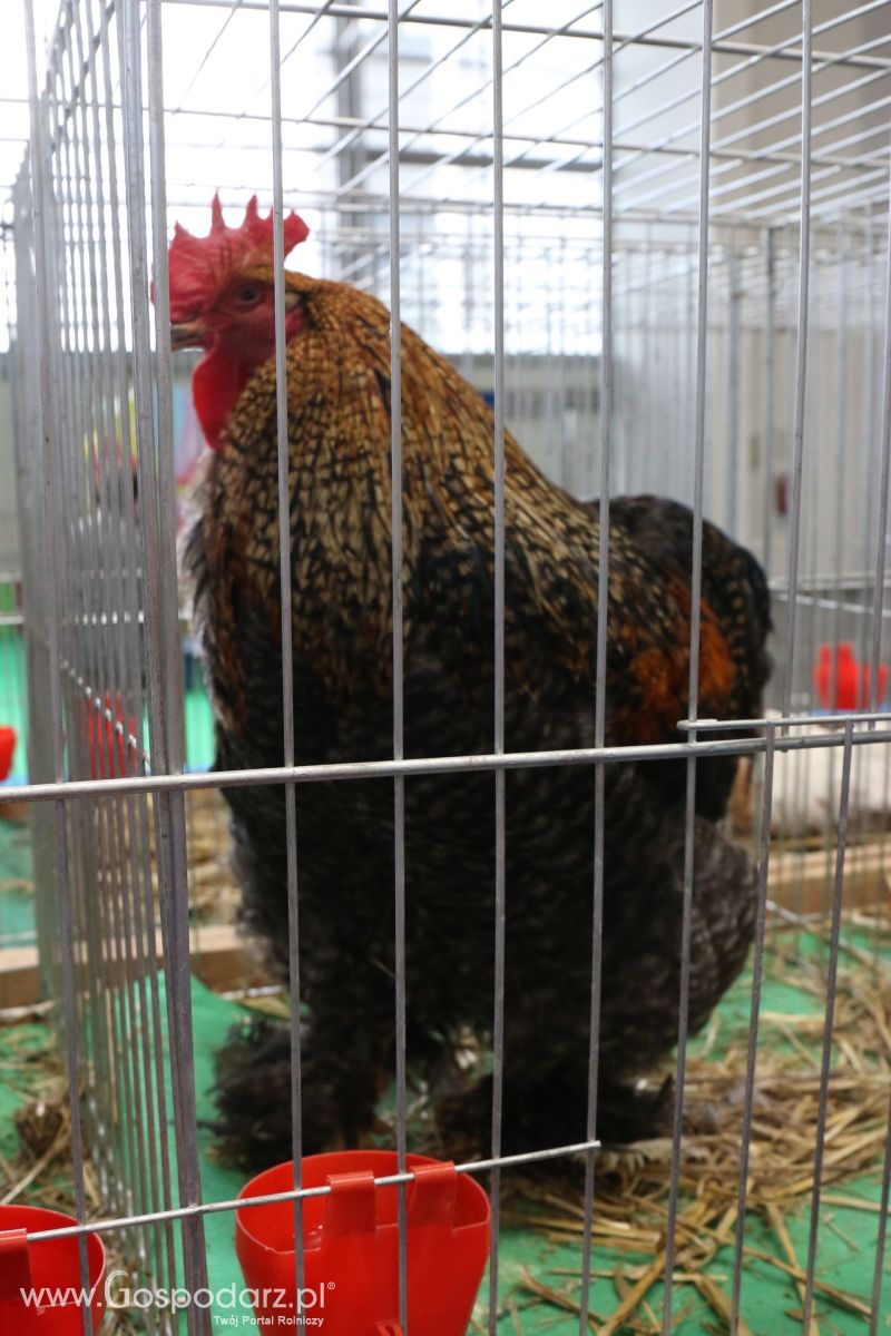 Krajowa Wystawa Zwierząt Hodowlanych w Poznaniu 2017 (sobota, 6 maja)