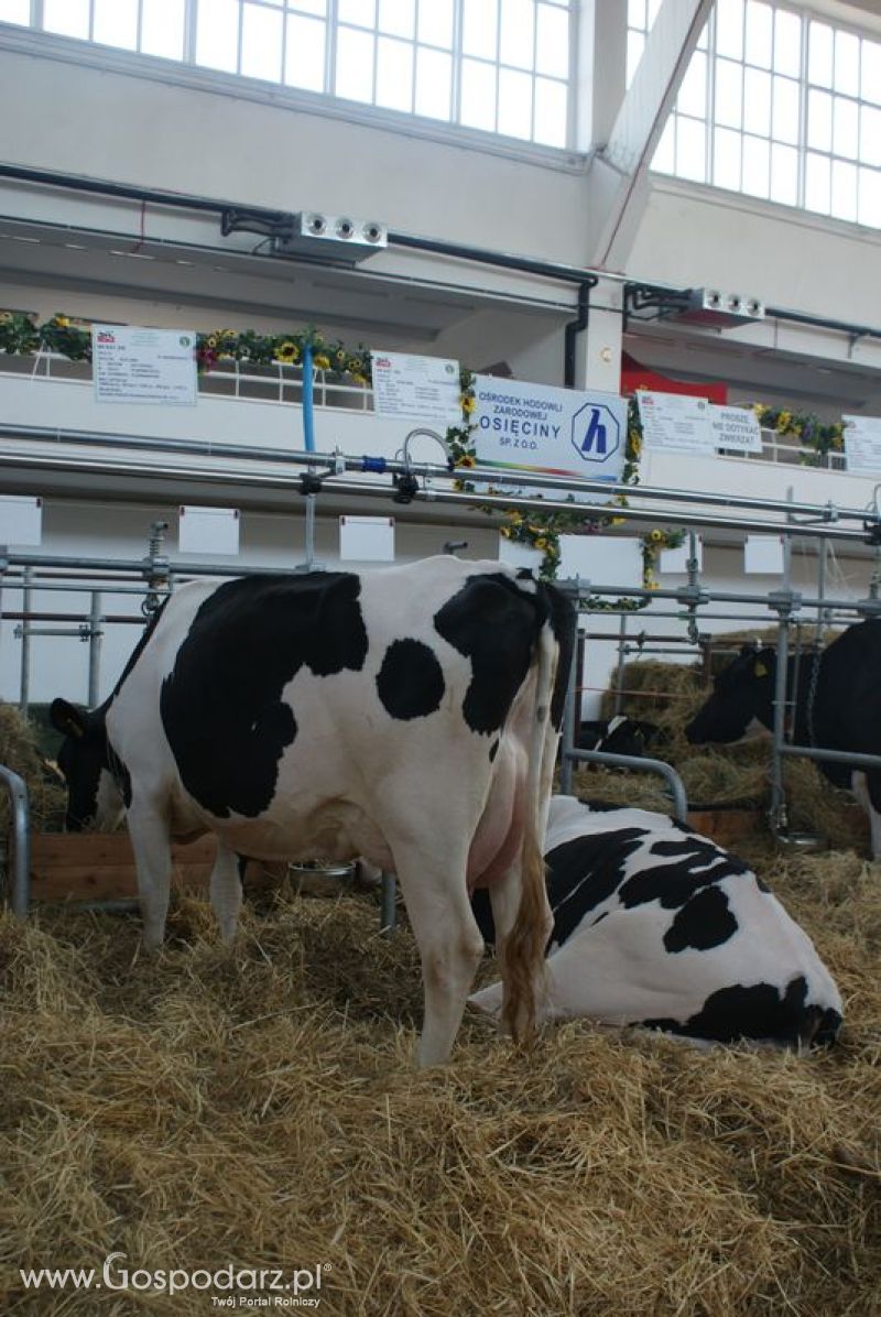 Bydło mleczne na XXV Krajowej Wystawie Zwierząt Hodowlanych
