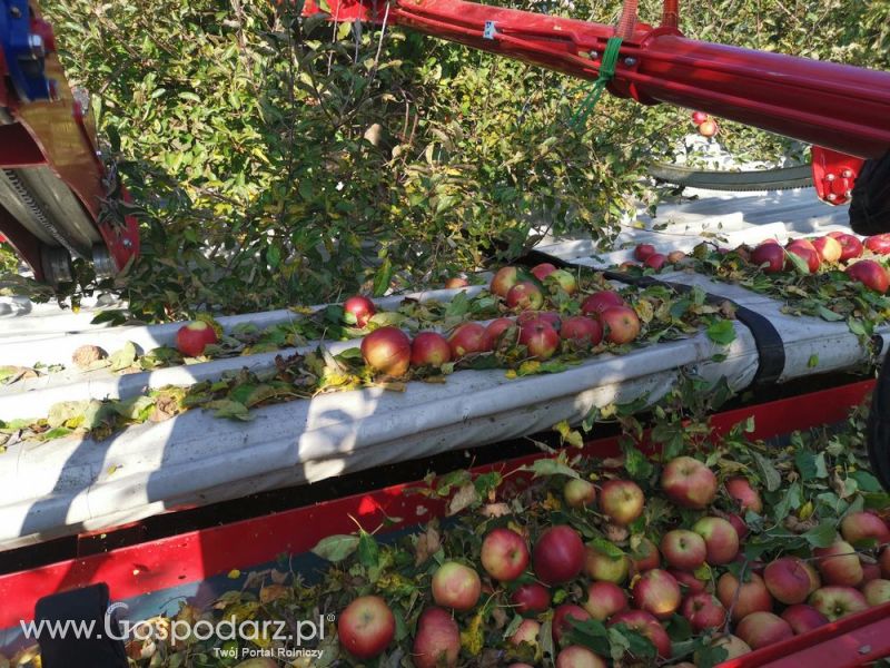 MAJA AUTOMATIC model LK zbiór jabłek