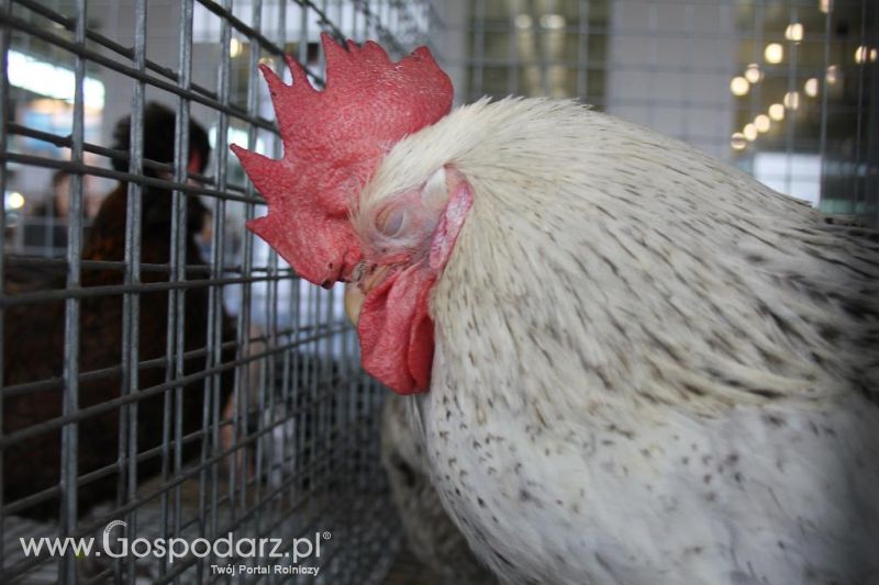 XXVI Krajowa Wystawa Zwierząt Hodowlanych - sobota i niedziela