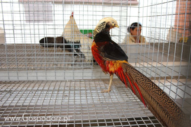 Wielkopolskie Targi Rolnicze „Sielinko 2011”  - Sobota