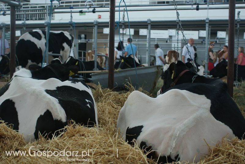 Bydło mleczne na XXV Krajowej Wystawie Zwierząt Hodowlanych
