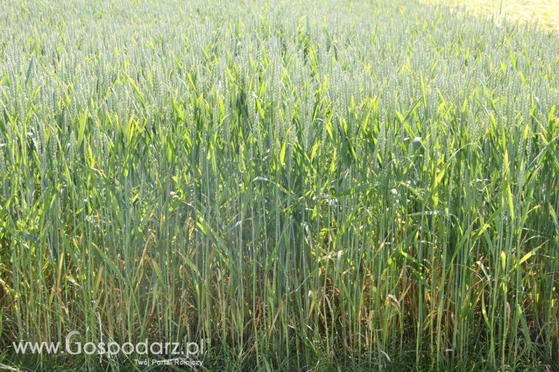 Zielone AGRO SHOW – POLSKIE ZBOŻA 2014 w Sielinku - niedziela