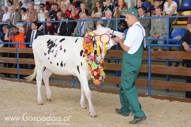 Bydło - Szepietowo 2012 XIX Regionalna Wystawa Zwierząt Hodowlanych
