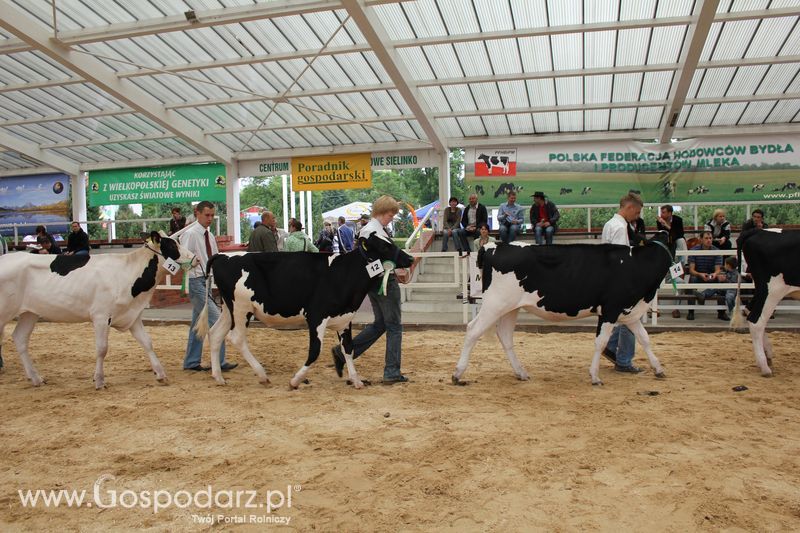 Wystawa bydła Sielinko 2011