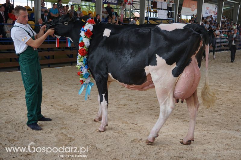 Wystawa zwierząt w Szepietowie