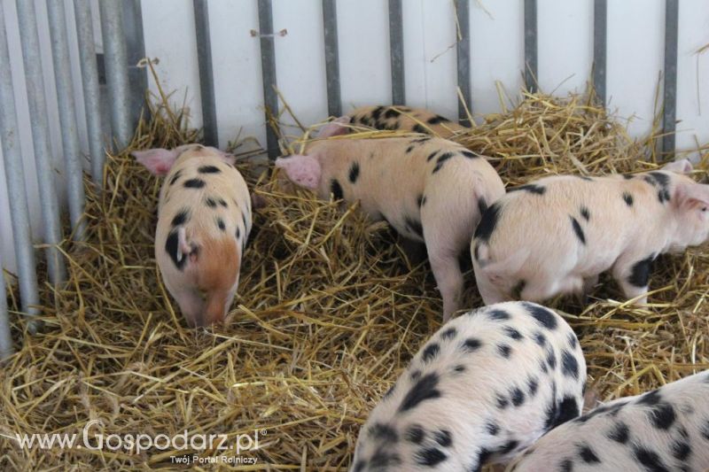 XXVI Krajowa Wystawa Zwierząt Hodowlanych - sobota i niedziela