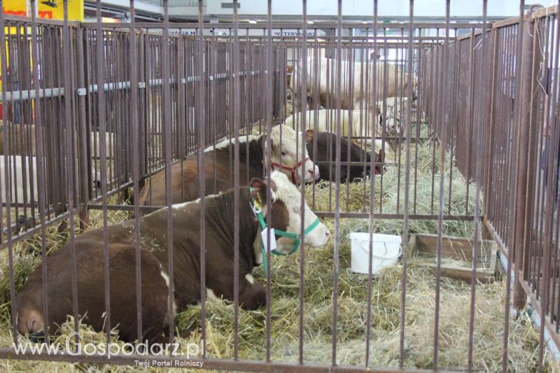 XXVI Krajowa Wystawa Zwierząt Hodowlanych - sobota i niedziela