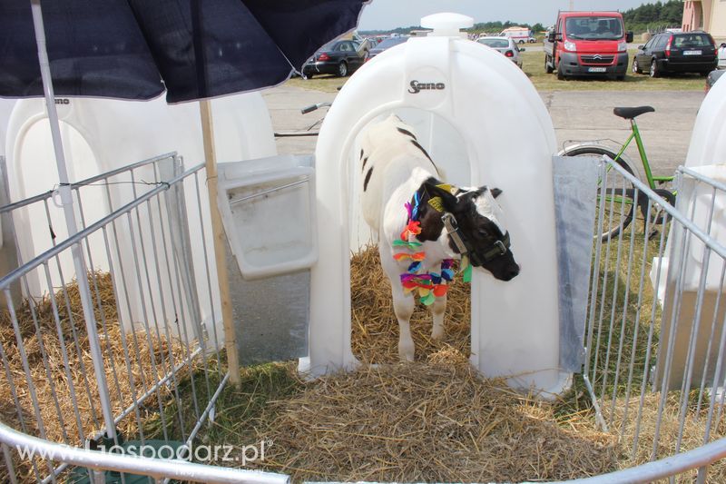 Wystawa Bydła: Konkurs Młodego Hodowcy - Opolagra 2011