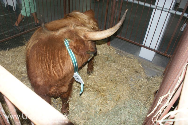 Bydło mięsne na XXV Krajowej Wystawie Zwierząt Hodowlanych