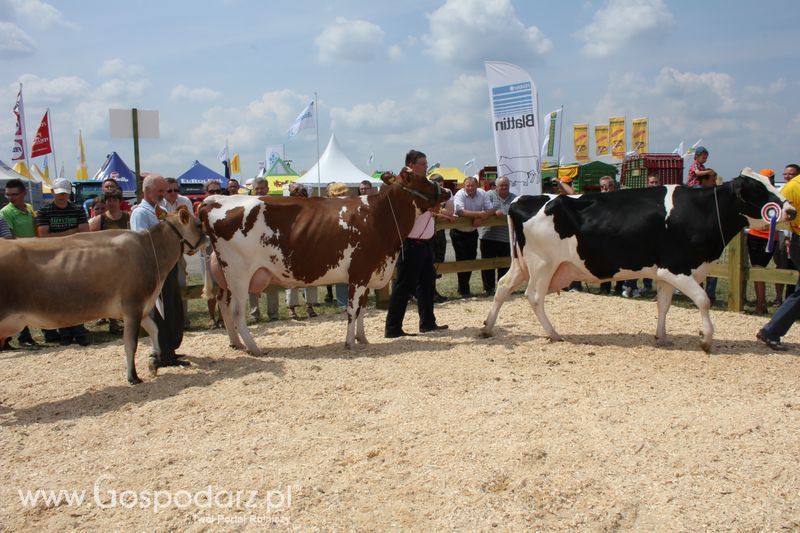 Superchampioni i championi Śląskiej Wystawy Bydła Mlecznego Opolagra 2011