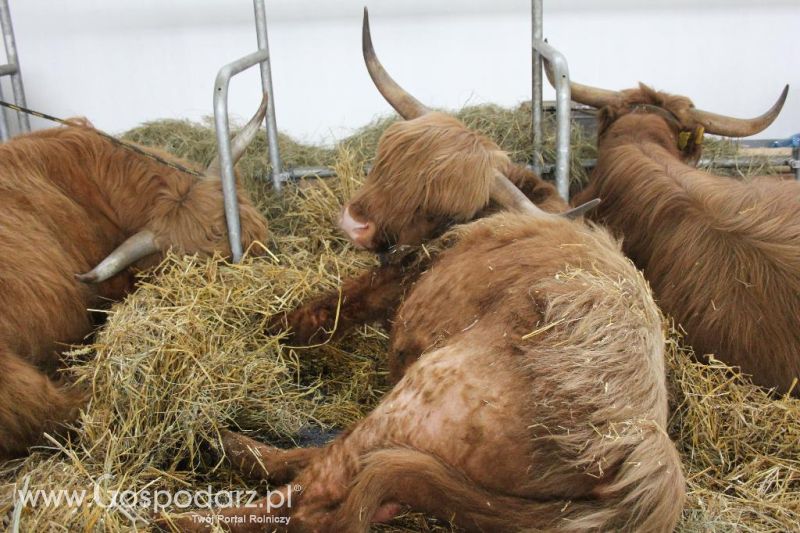 XXVI Krajowa Wystawa Zwierząt Hodowlanych - sobota i niedziela