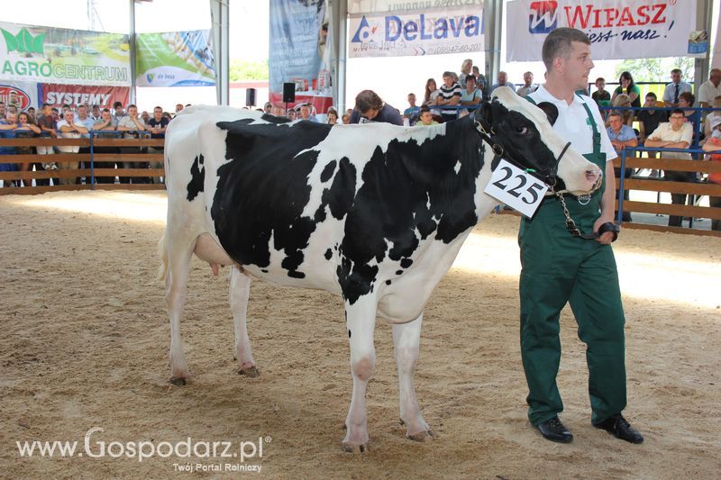 Bydło - Szepietowo 2012 XIX Regionalna Wystawa Zwierząt Hodowlanych