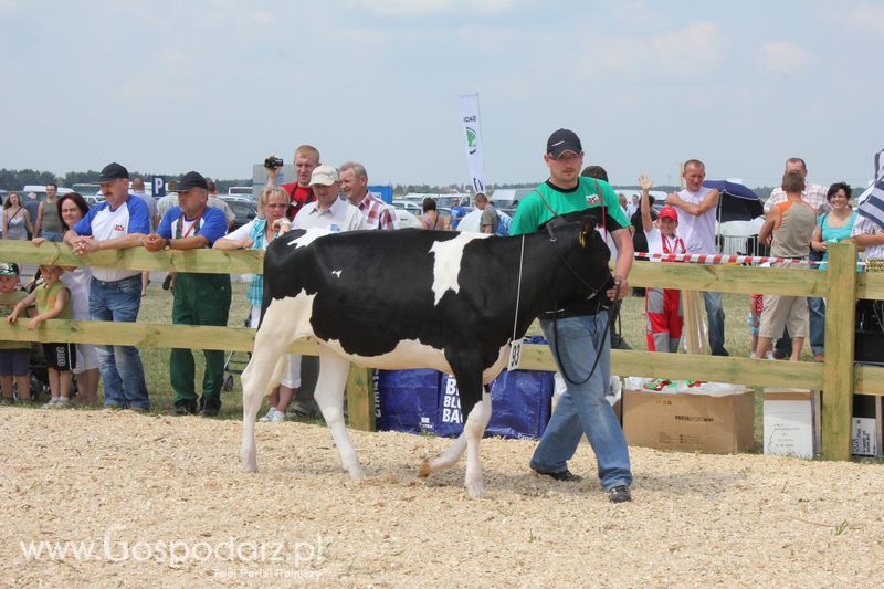 Superchampioni i championi Śląskiej Wystawy Bydła Mlecznego Opolagra 2011