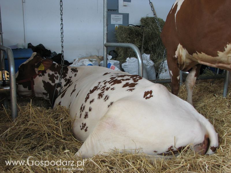 Bydło mleczne na XXV Krajowej Wystawie Zwierząt Hodowlanych