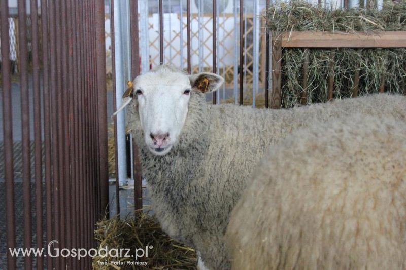 XXVI Krajowa Wystawa Zwierząt Hodowlanych - sobota i niedziela
