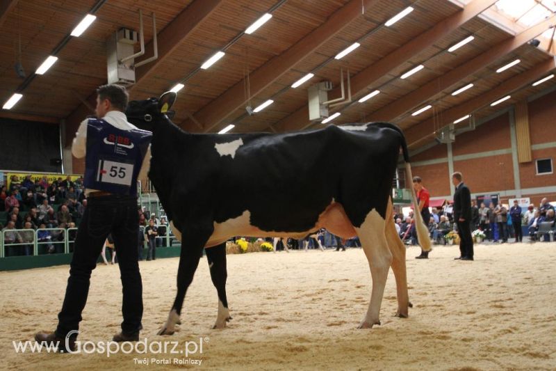 Wystawa  Blickpunkt Rind 2013 w miejscowości Paaren/Glien (Niemcy)