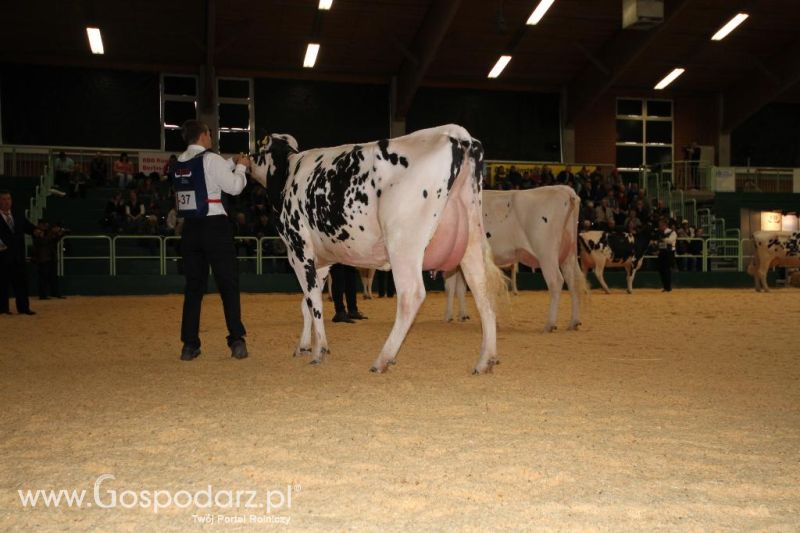 Wystawa  Blickpunkt Rind 2013 w miejscowości Paaren/Glien (Niemcy)