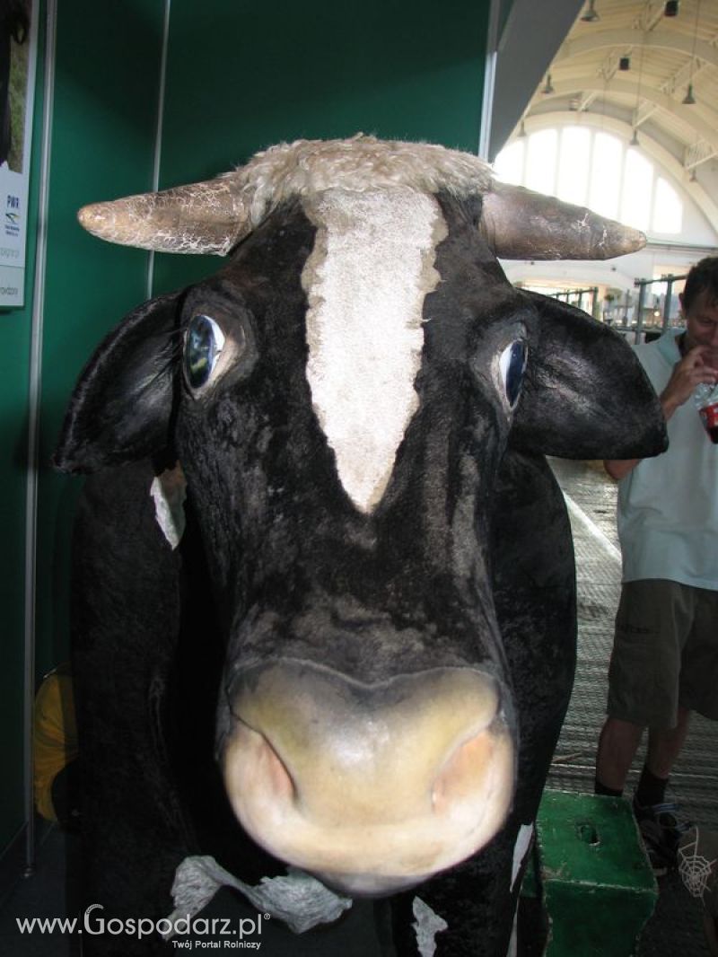 Bydło mleczne na XXV Krajowej Wystawie Zwierząt Hodowlanych