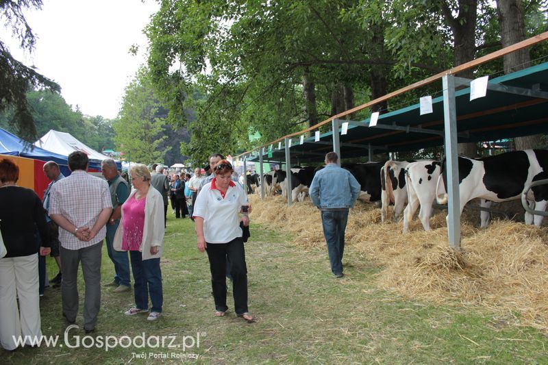 XX Targi Rolnicze Lubniewice - zwierzęta