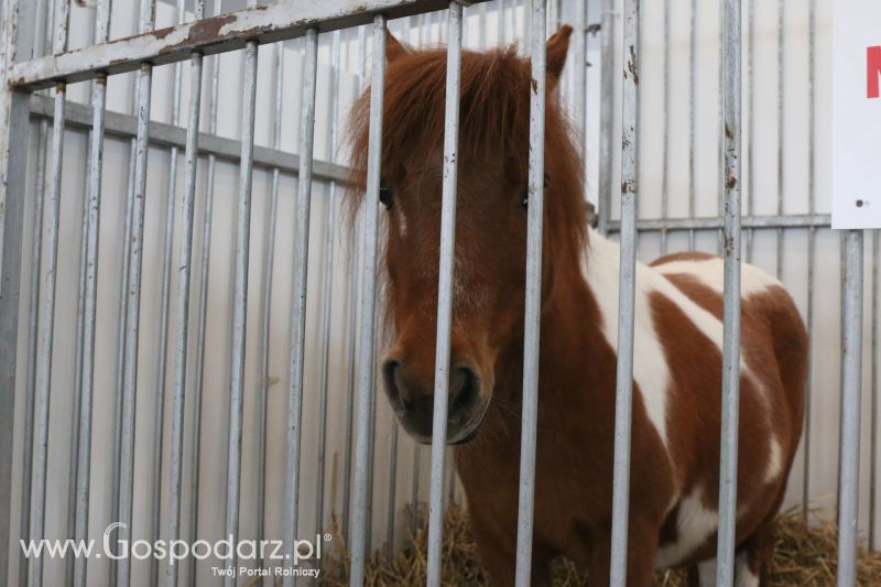 Krajowa Wystawa Zwierząt Hodowlanych w Poznaniu 2017 (niedziela, 7 maja)