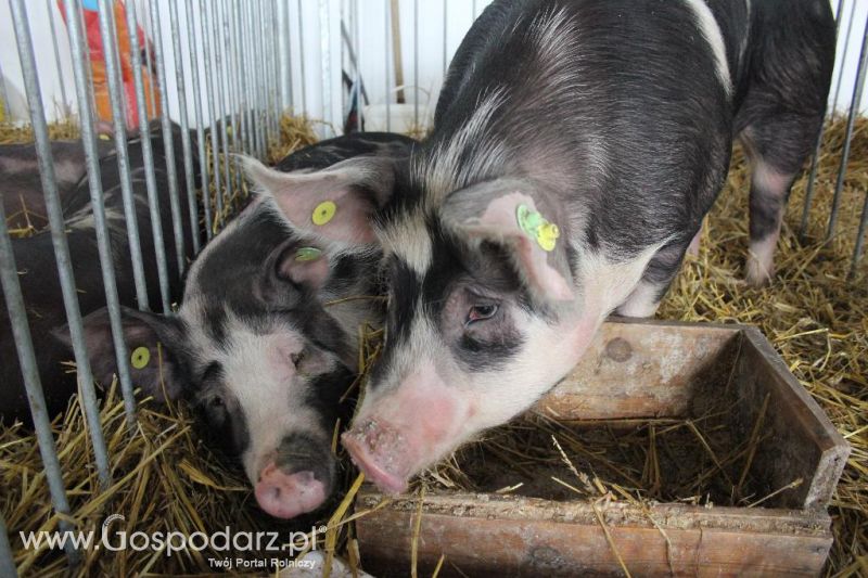 XXVI Krajowa Wystawa Zwierząt Hodowlanych - sobota i niedziela