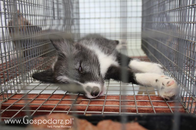 Konferencja Naukowo-Techniczna pt. Innowacyjność w produkcji zwierzęcej - oczekiwania czy konieczność dzień drugi