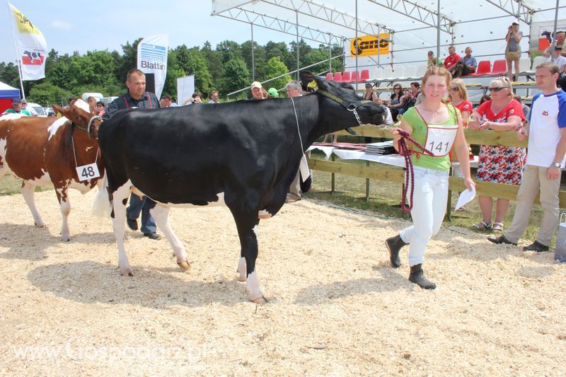 Superchampioni i championi Śląskiej Wystawy Bydła Mlecznego Opolagra 2011