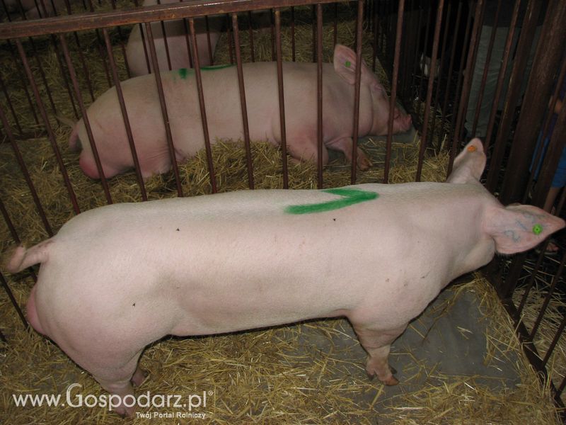 Lochy, knury na XXV Krajowej Wystawie Zwierząt Hodowlanych