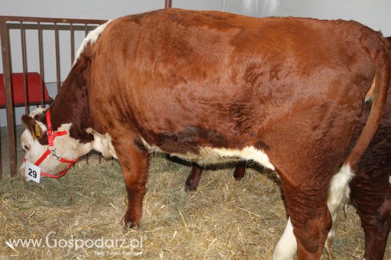 I Krajowa Wystawa Bydła Mięsnego w Sielinku - sobota